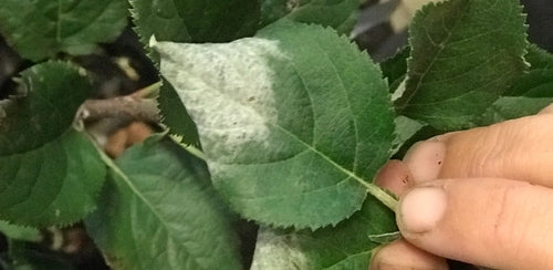 Powdery mildew on Apple Fruit Salad Tree - how to treat Apple Fruit Salad Tree Australia wide delivery fruit trees new south wales