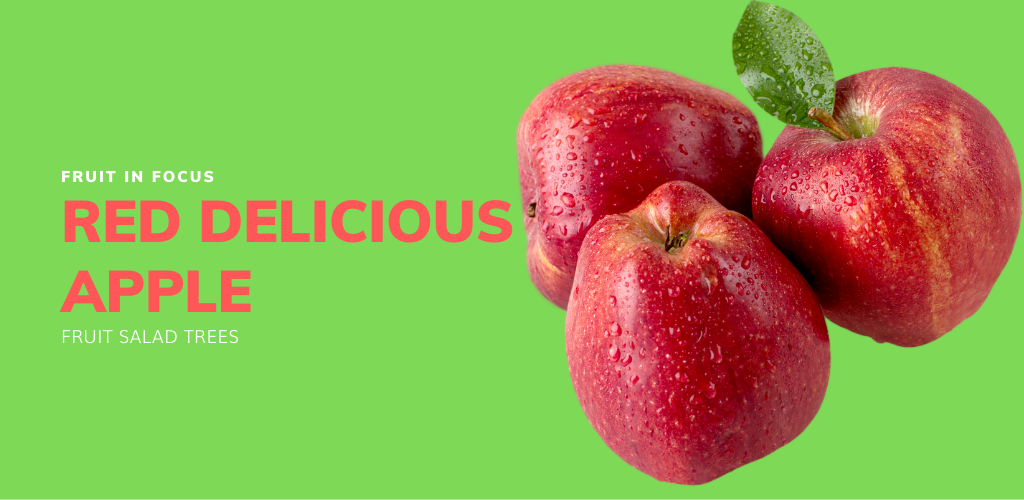 red delicious apple fruit in focus grown on a fruit salad trees