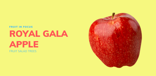 royal gala apple tree nsw fruit in focus