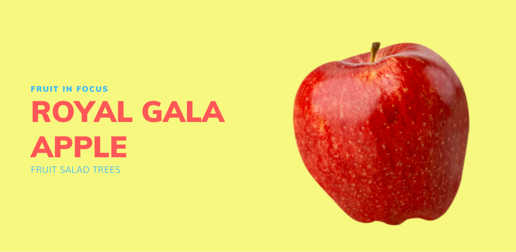 royal gala apple tree nsw fruit in focus