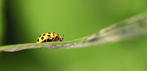 Black and yellow lady beetle or lady bug in an edible garden to help keep diseases away
