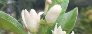 remove the first fruits on a citrus fruit salad tree