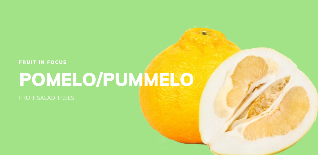 Fruit in Focus | Flicks Yellow Pomelo/Pummelo