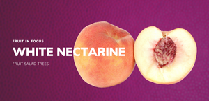 White Satin Nectarine Fruit Salad Trees