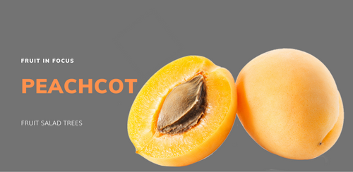 Peachcot a tropical fruit growing in all climates of Australia