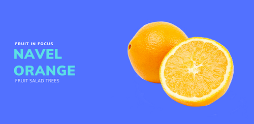 Fruit in Focus | Washington Navel Orange