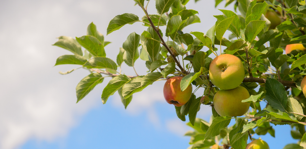 Apple season Australia: Growing and picking fresh apples