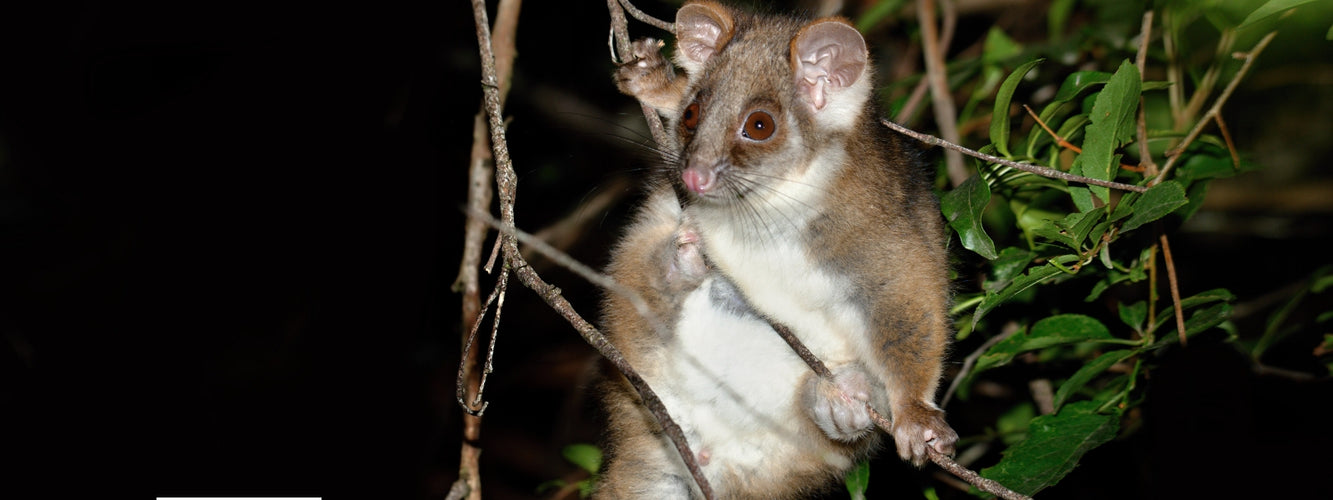 Wildlife and your garden