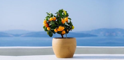 Fruit Salad Trees | Can fruit trees grow in pots?