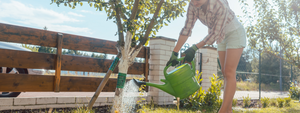 Watering your fruit salad tree in drought conditions