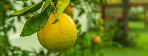When is the best time to prune citrus trees