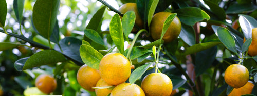 Fruit Salad Trees | What causes citrus leaves to turn yellow?