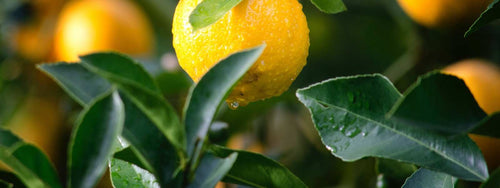 Fruit Salad Trees | Watering your fruit trees in Winter