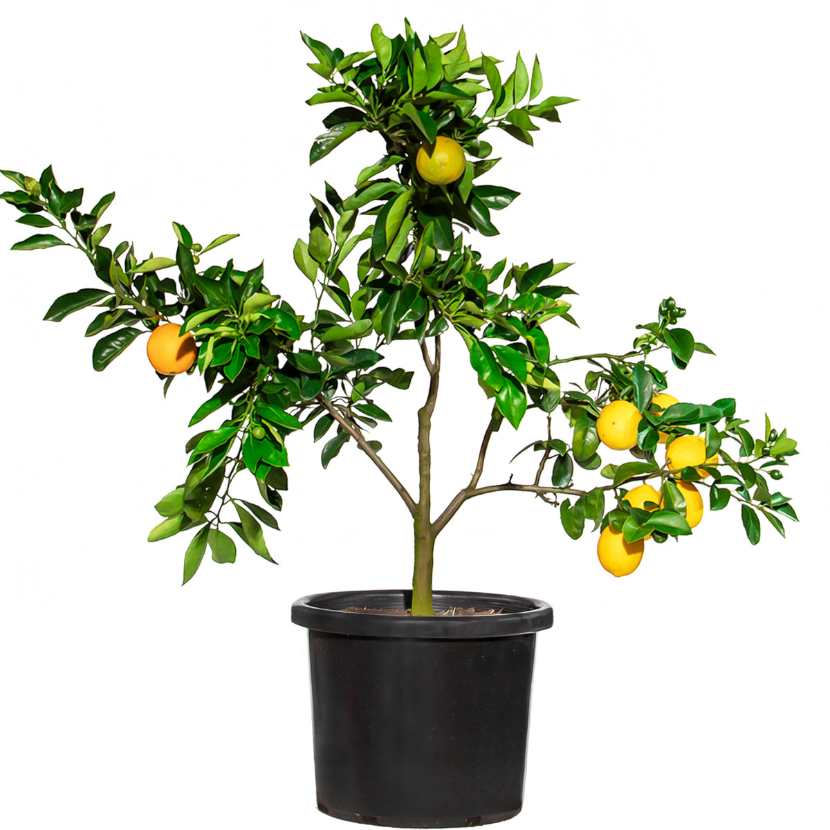 Mature Citrus Trees