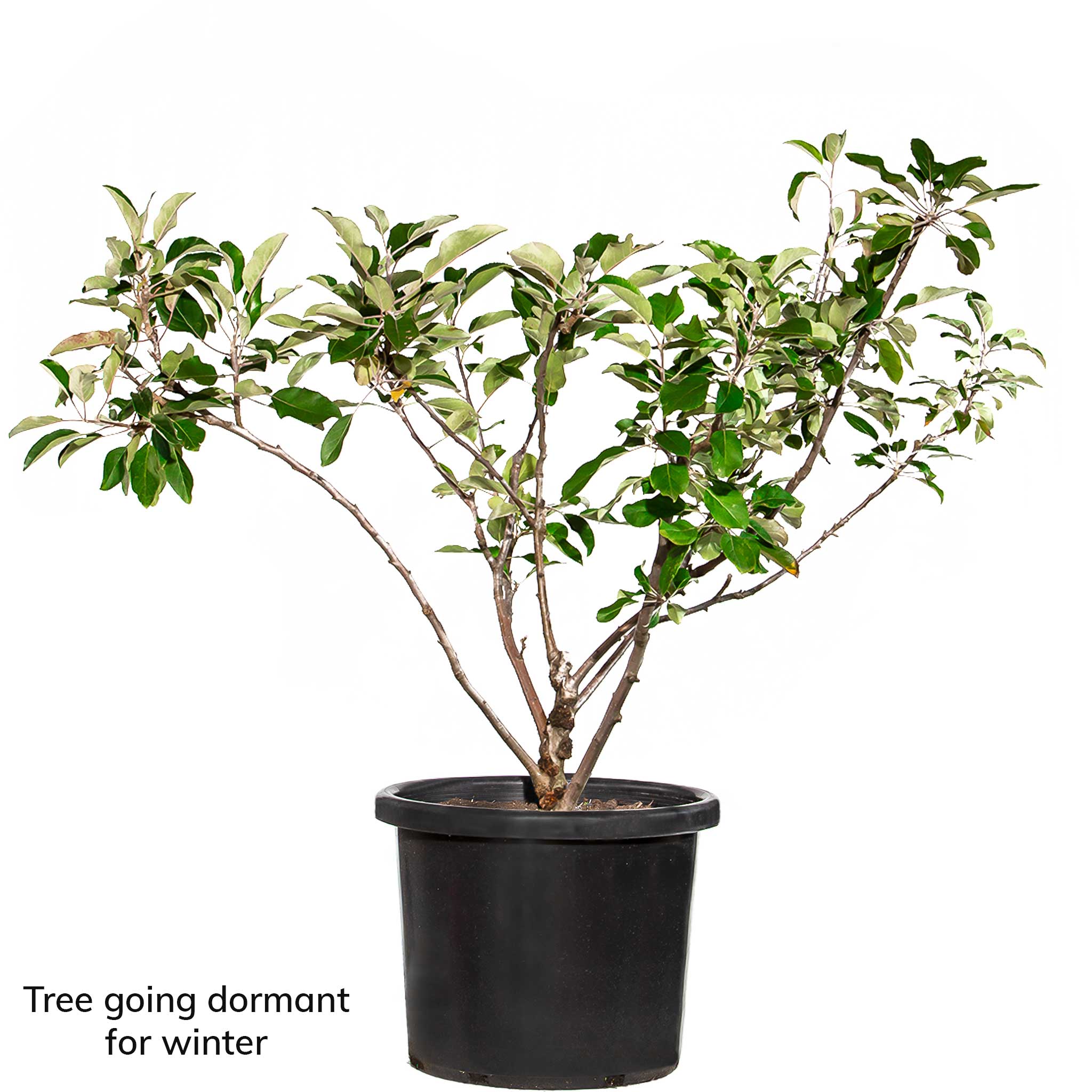Mature Apple Trees