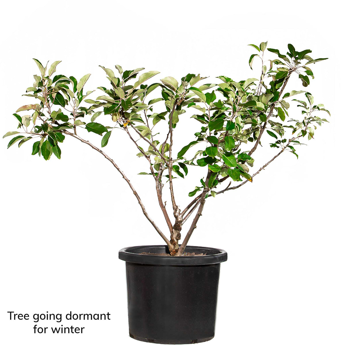Mature Apple Trees