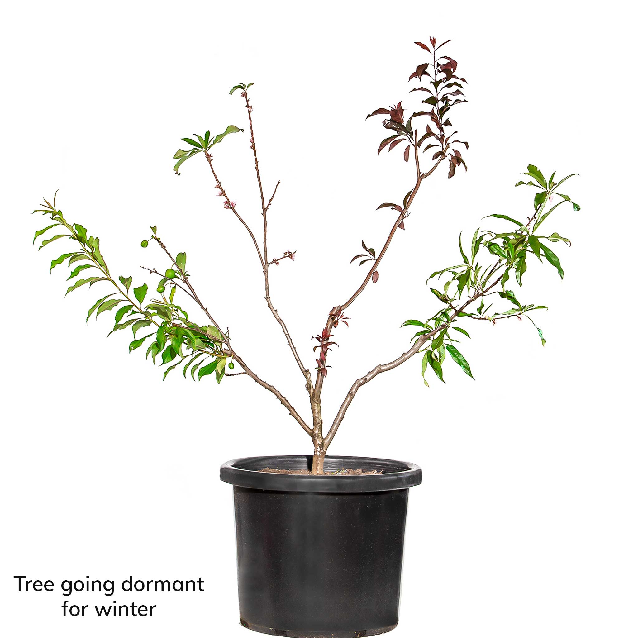 Mature Stone Fruit Salad Trees