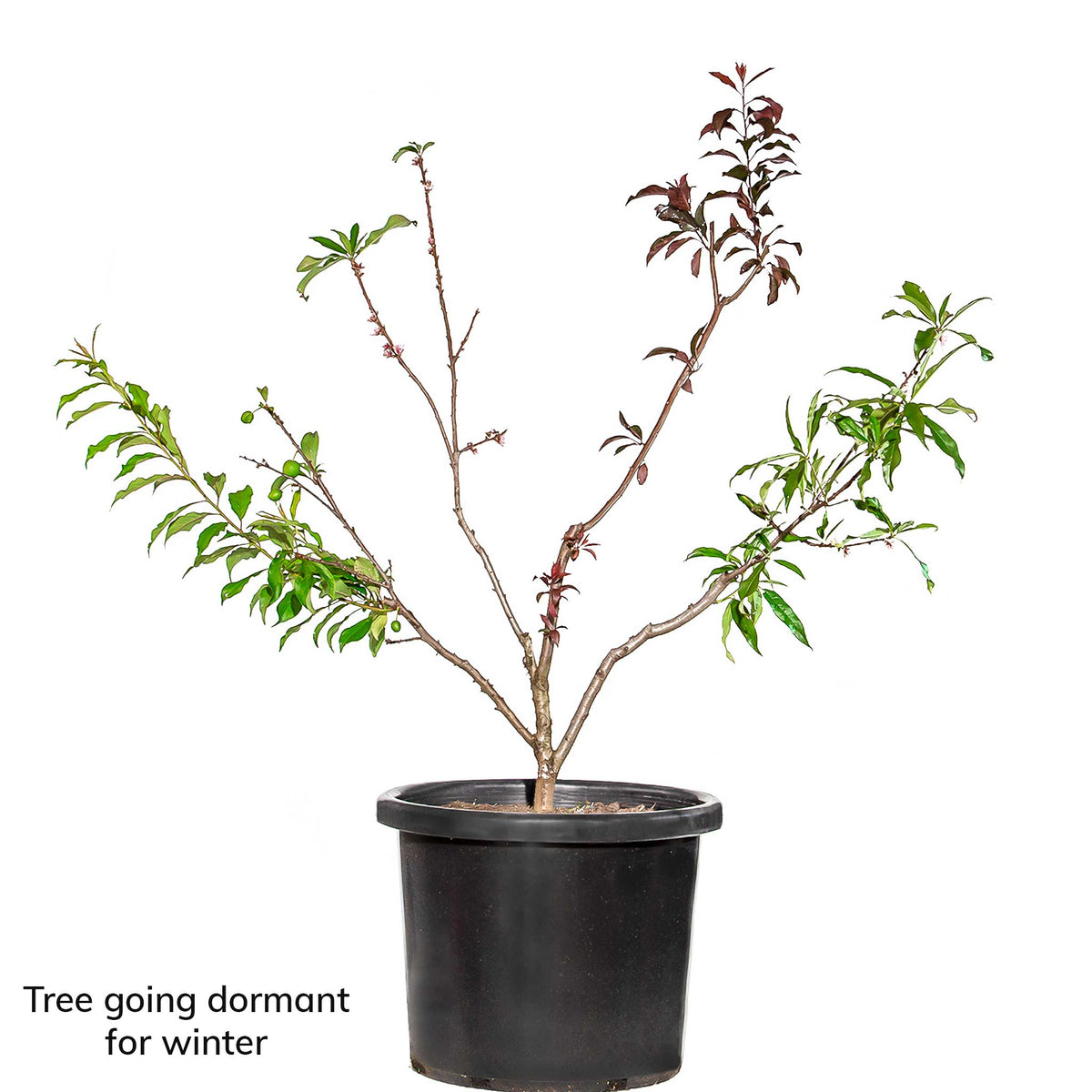 Mature Stone Fruit Salad Trees