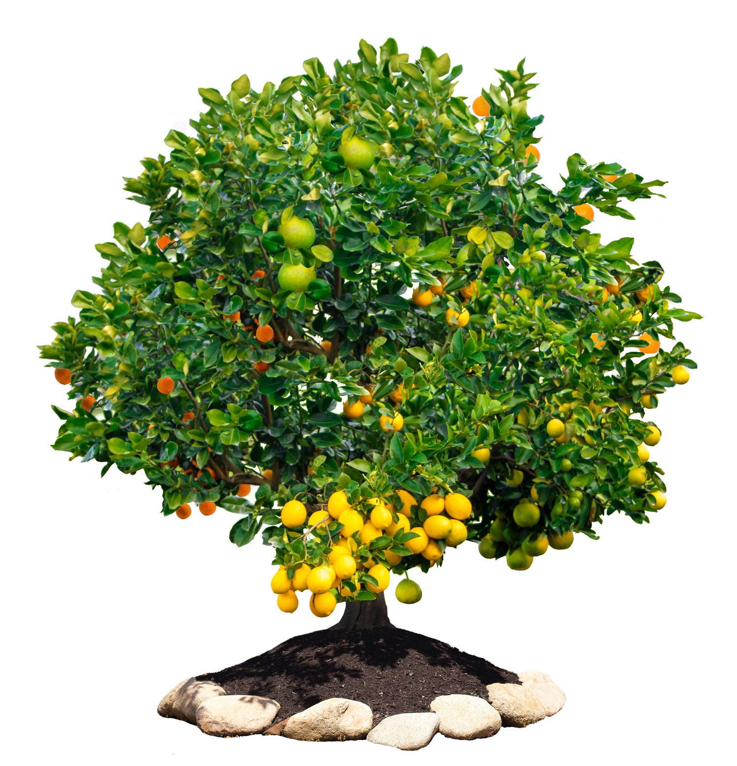 Mature Fruit Salad Trees