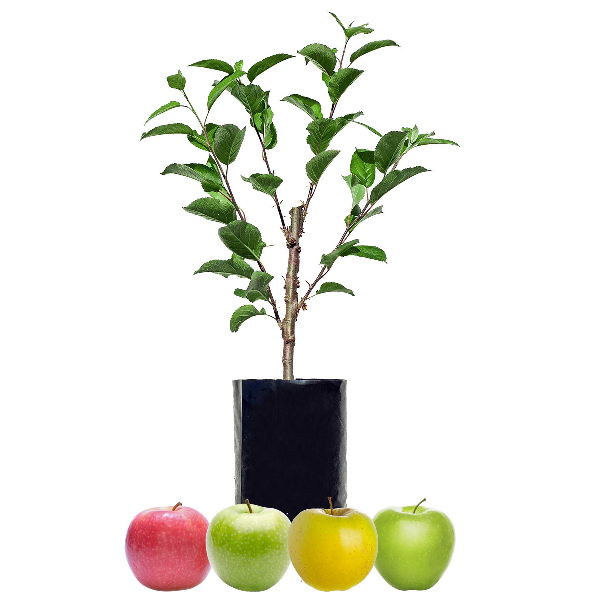 Apple Fruit Salad Trees