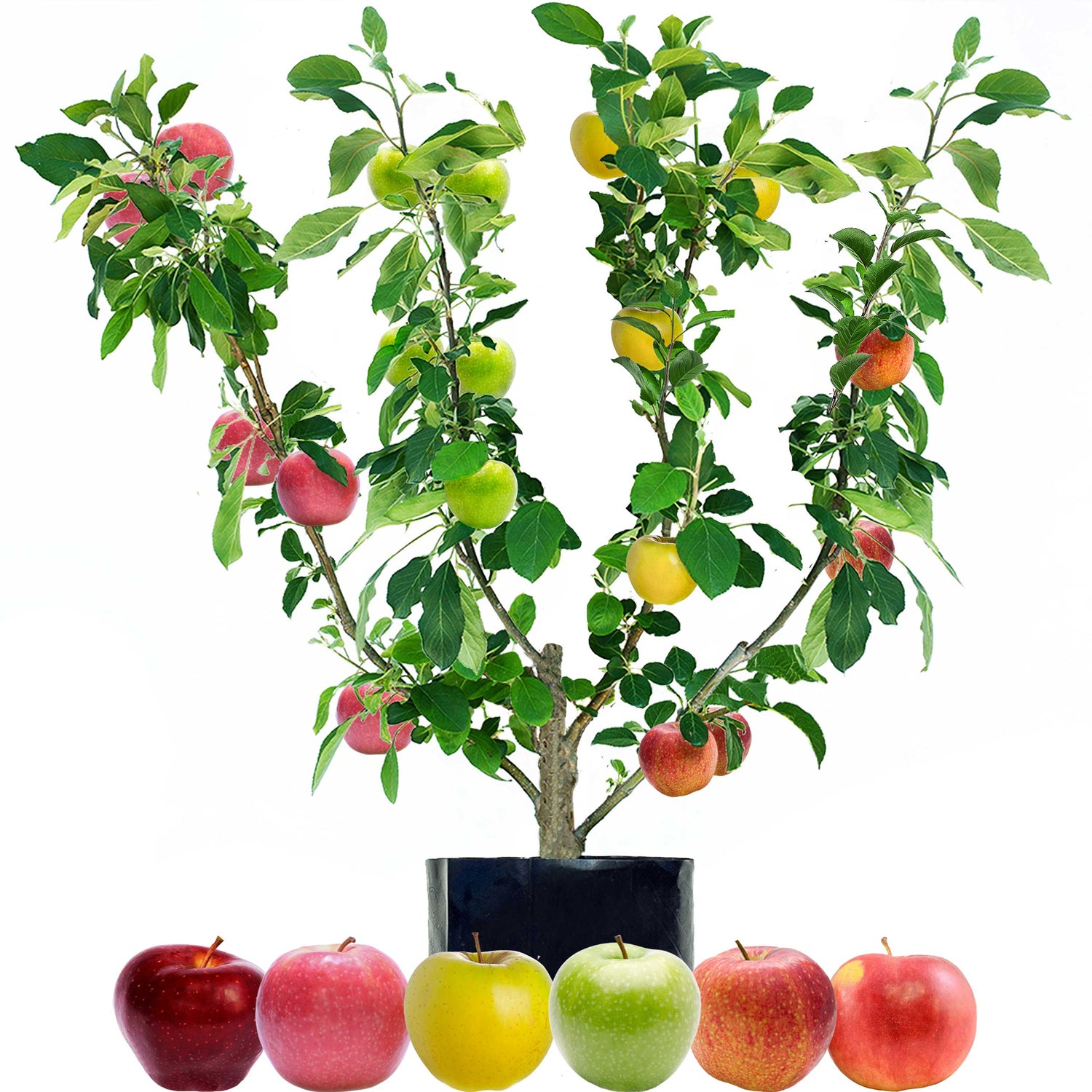 Apple Fruit Salad Trees