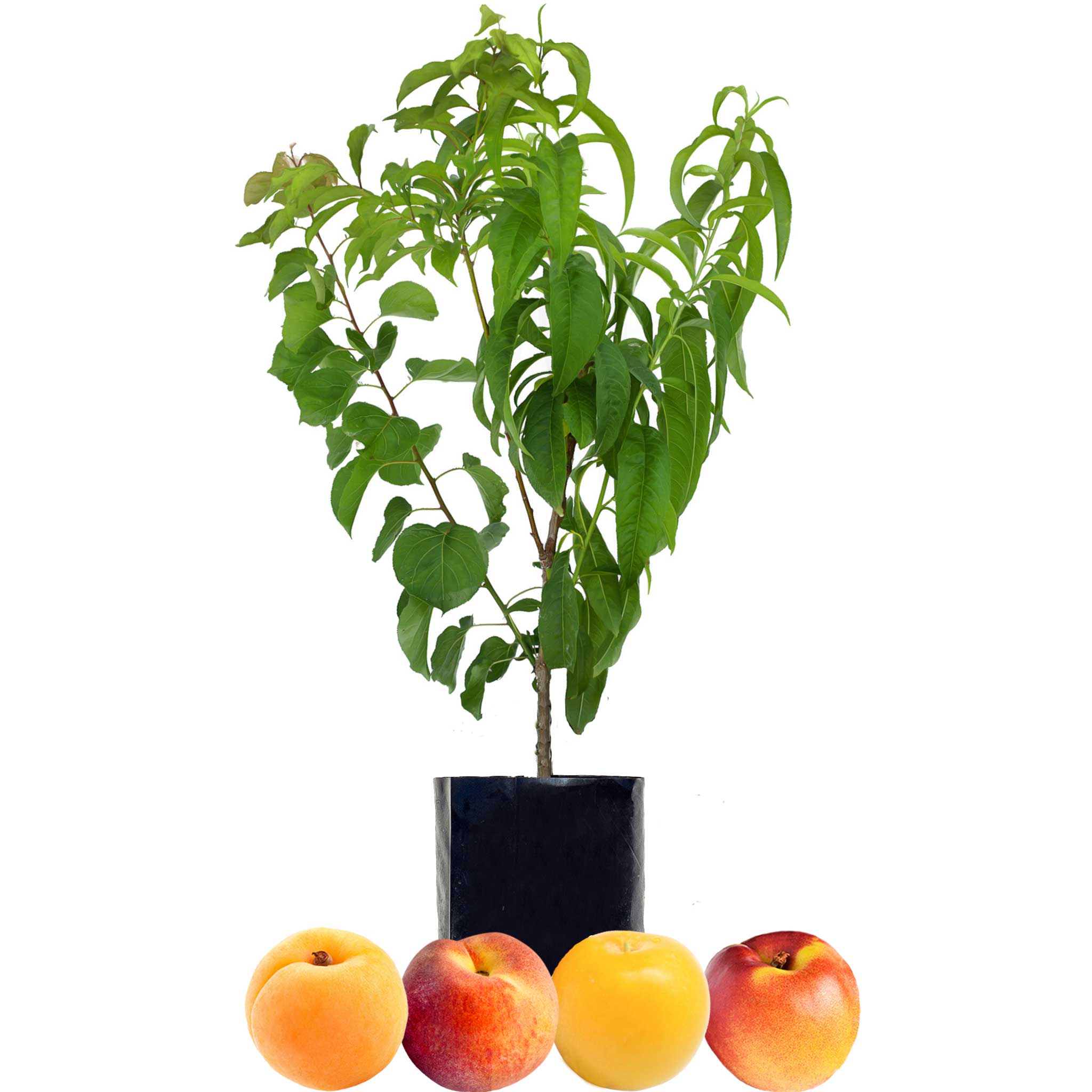 Stone Fruit Salad Trees