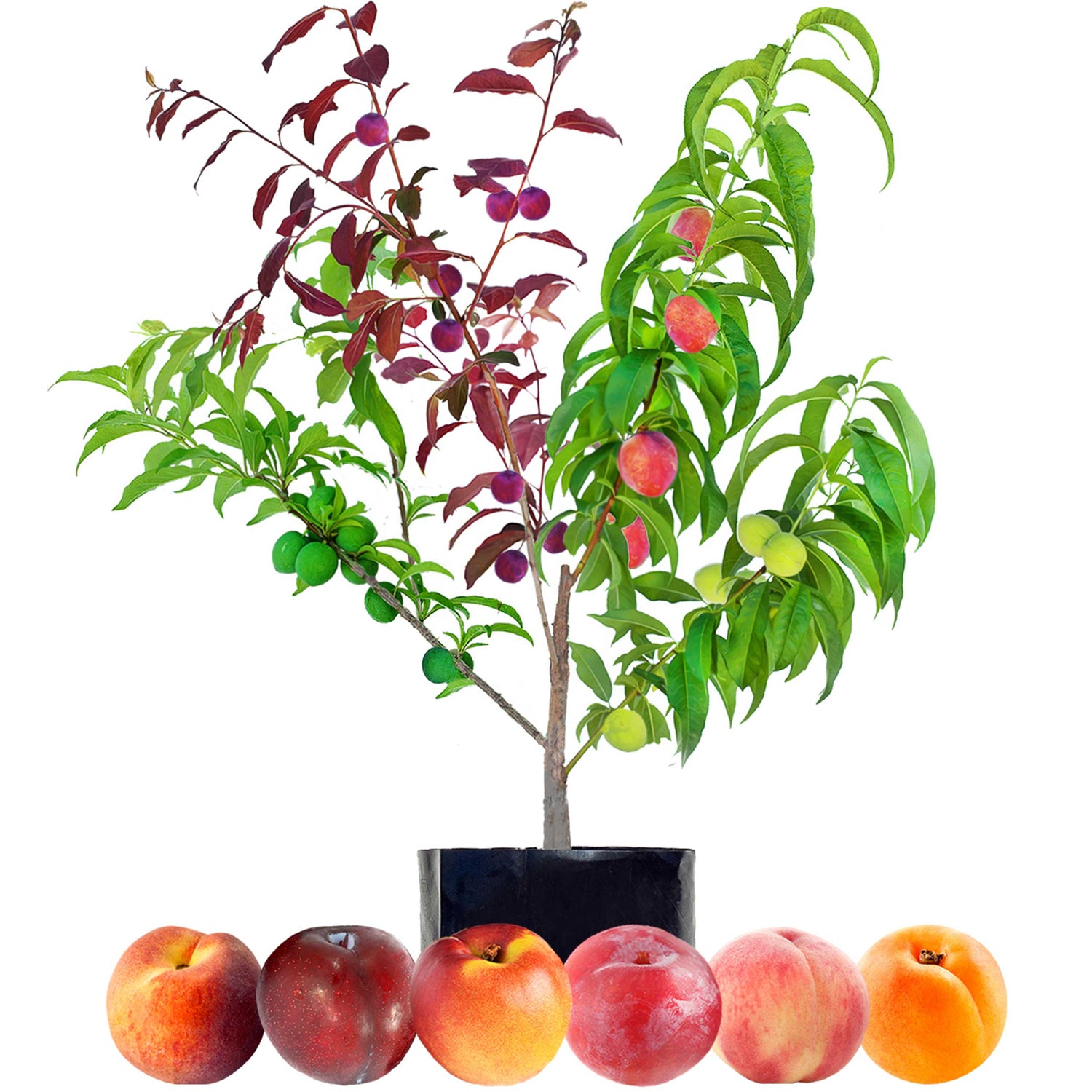 Stone Fruit Salad Trees