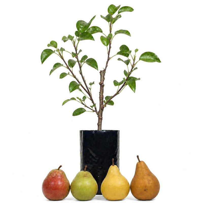 Pear Fruit Salad Trees