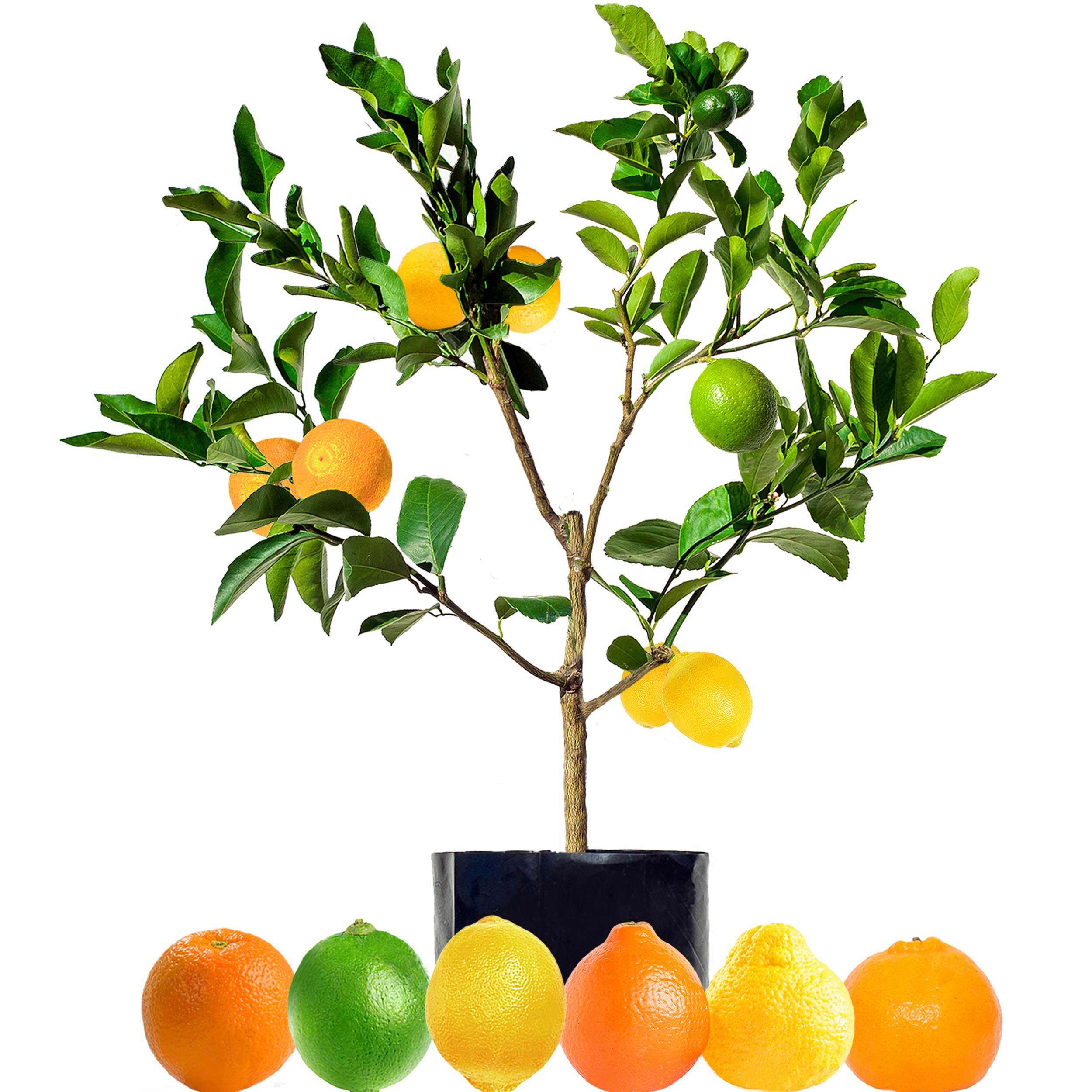Citrus Fruit Salad Trees