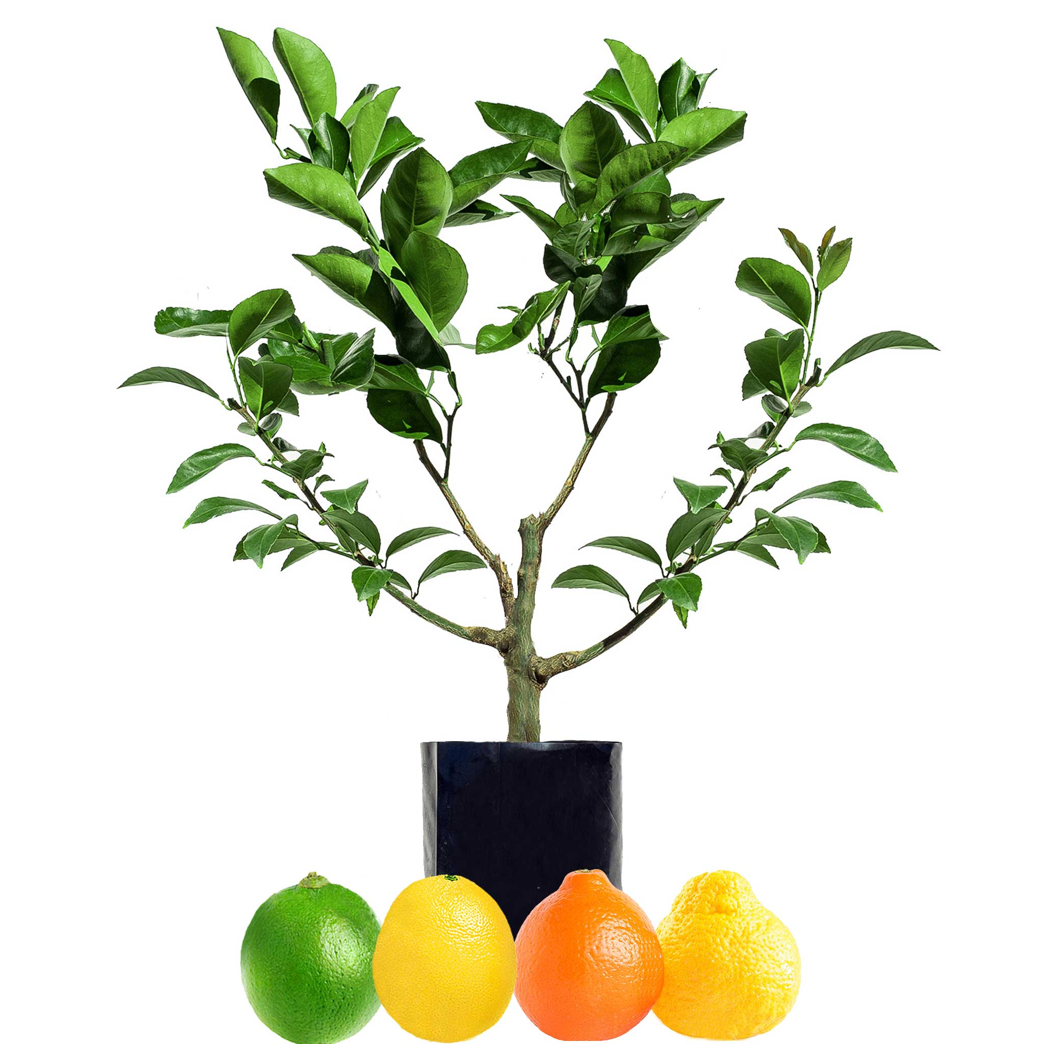 Citrus Fruit Salad Trees