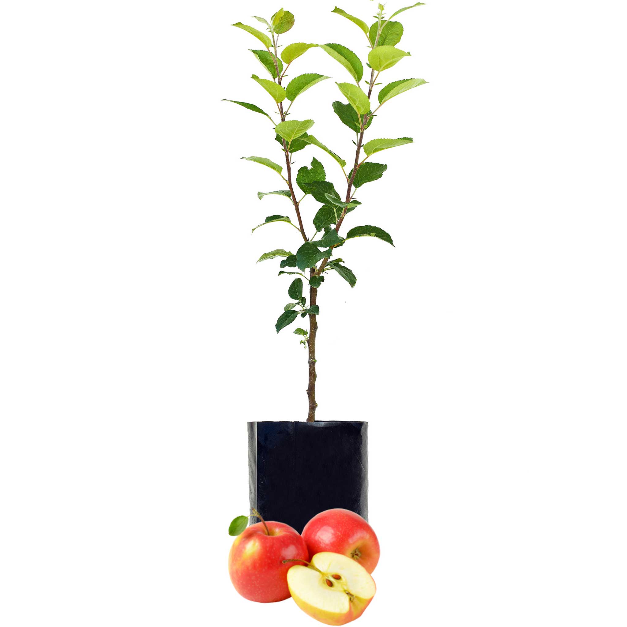 Red Apple - Single varieties which need another Apple to pollinate them!