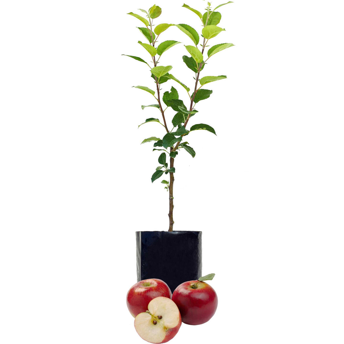 Red Apple - Single varieties which need another Apple to pollinate them!