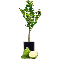Lime