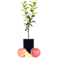 Red Apple - Single varieties which need another Apple to pollinate them!