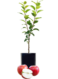 Red Apple - Single varieties which need another Apple to pollinate them!