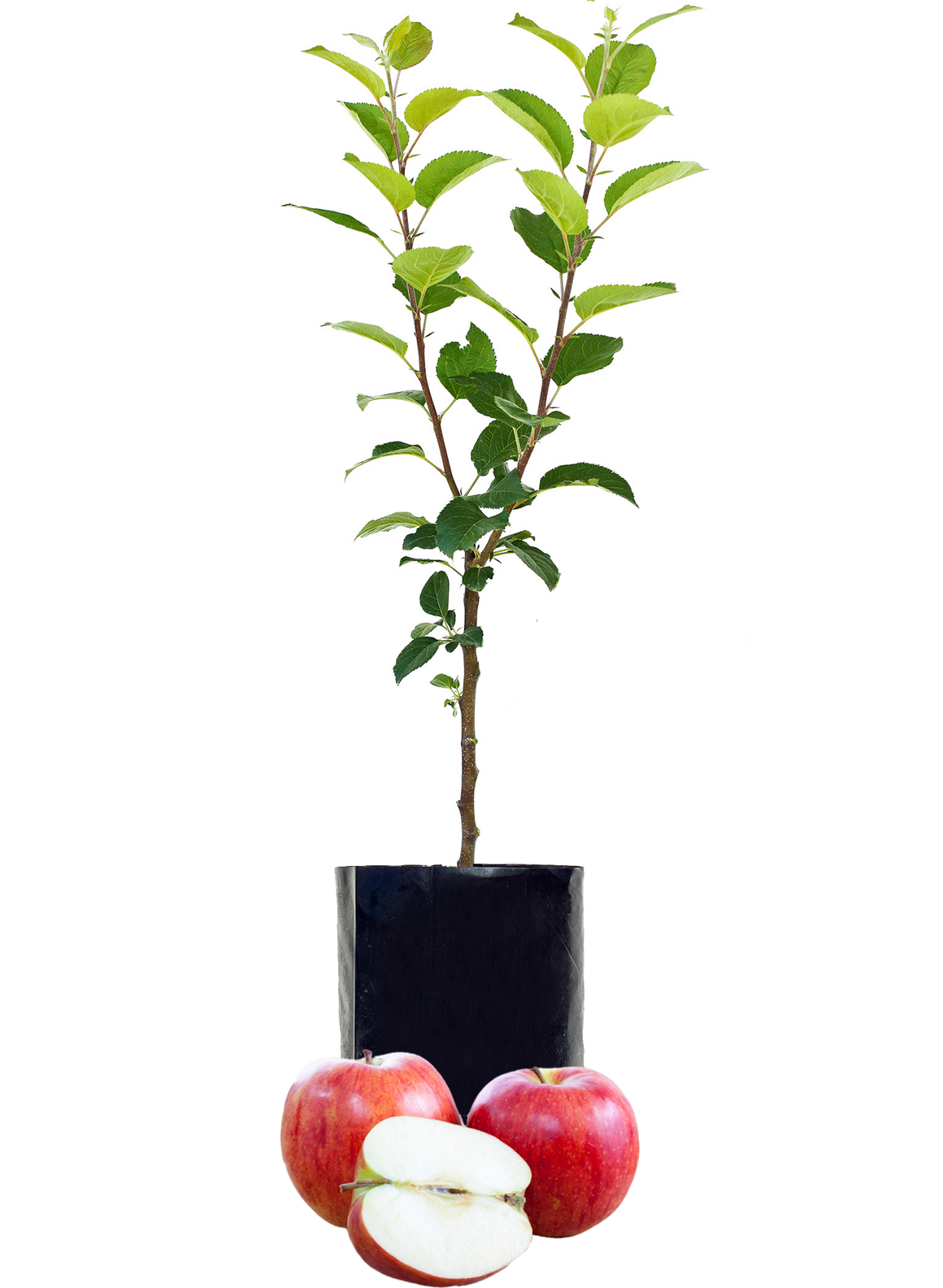 Red Apple - Single varieties which need another Apple to pollinate them!