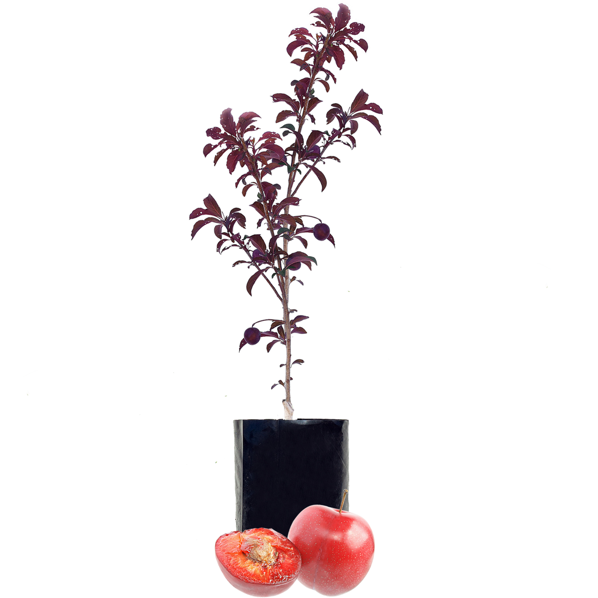 Plum