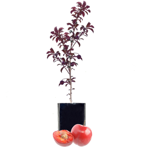 Plum