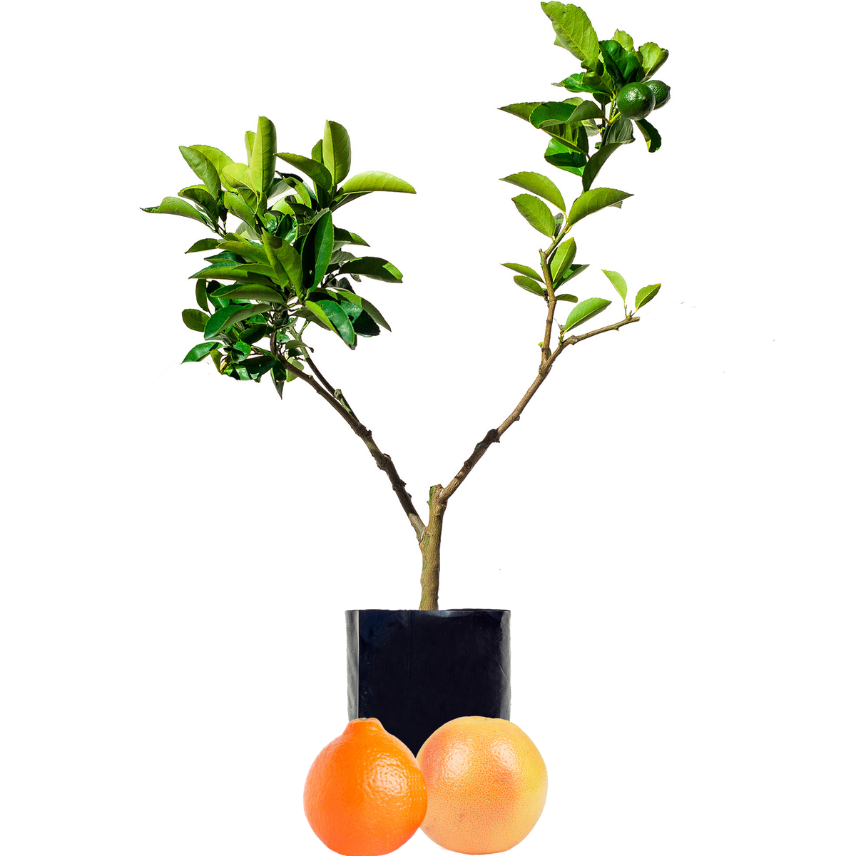 Fruit Salad Trees with Tangelo