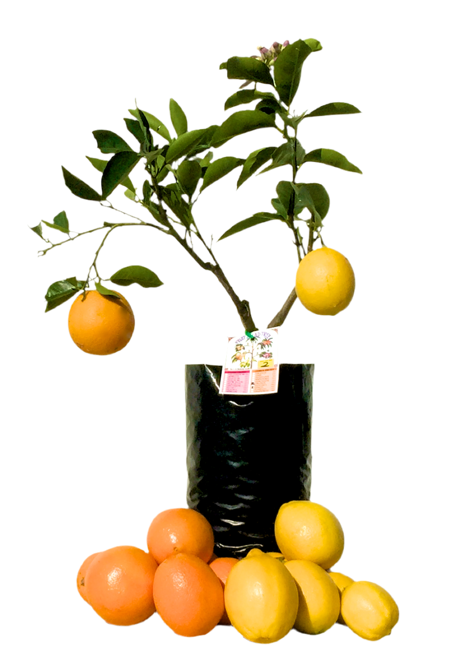 2 Graft Citrus Tree