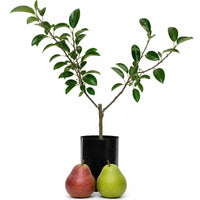 NEW - Pear + Pear