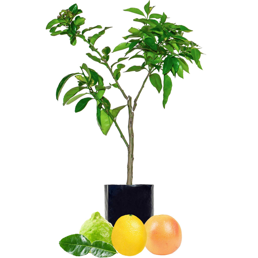 Lime + Lemon + Grapefruit