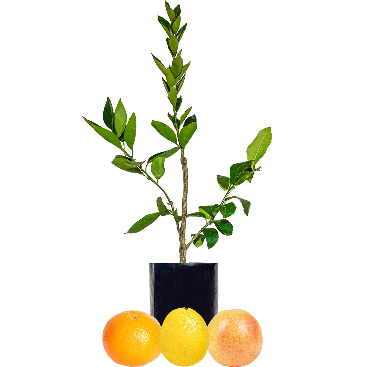 Grapefruit