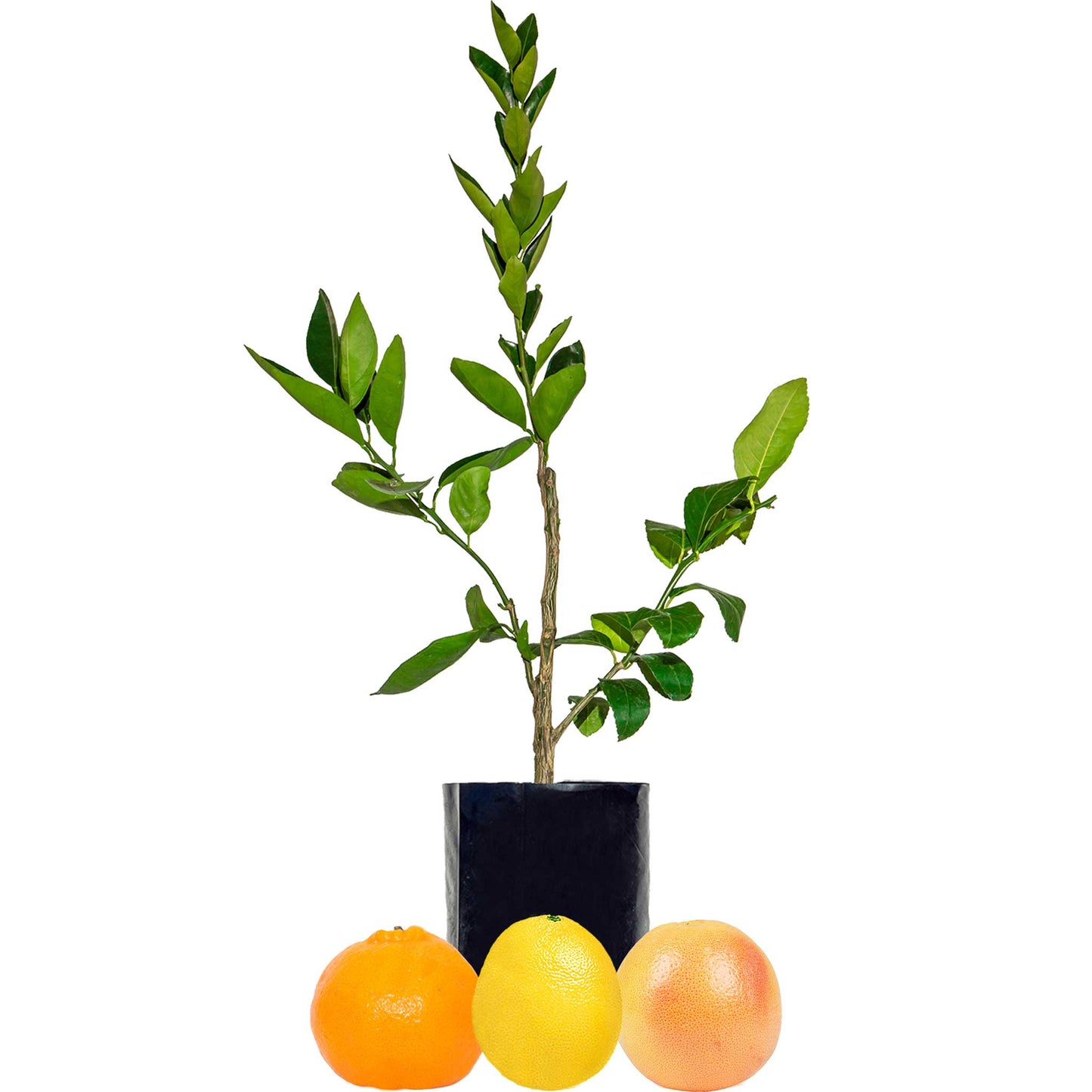 Mandarin + Lemon + Grapefruit