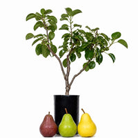NEW - Pear + Pear + Pear
