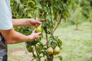 Pear + Pear
