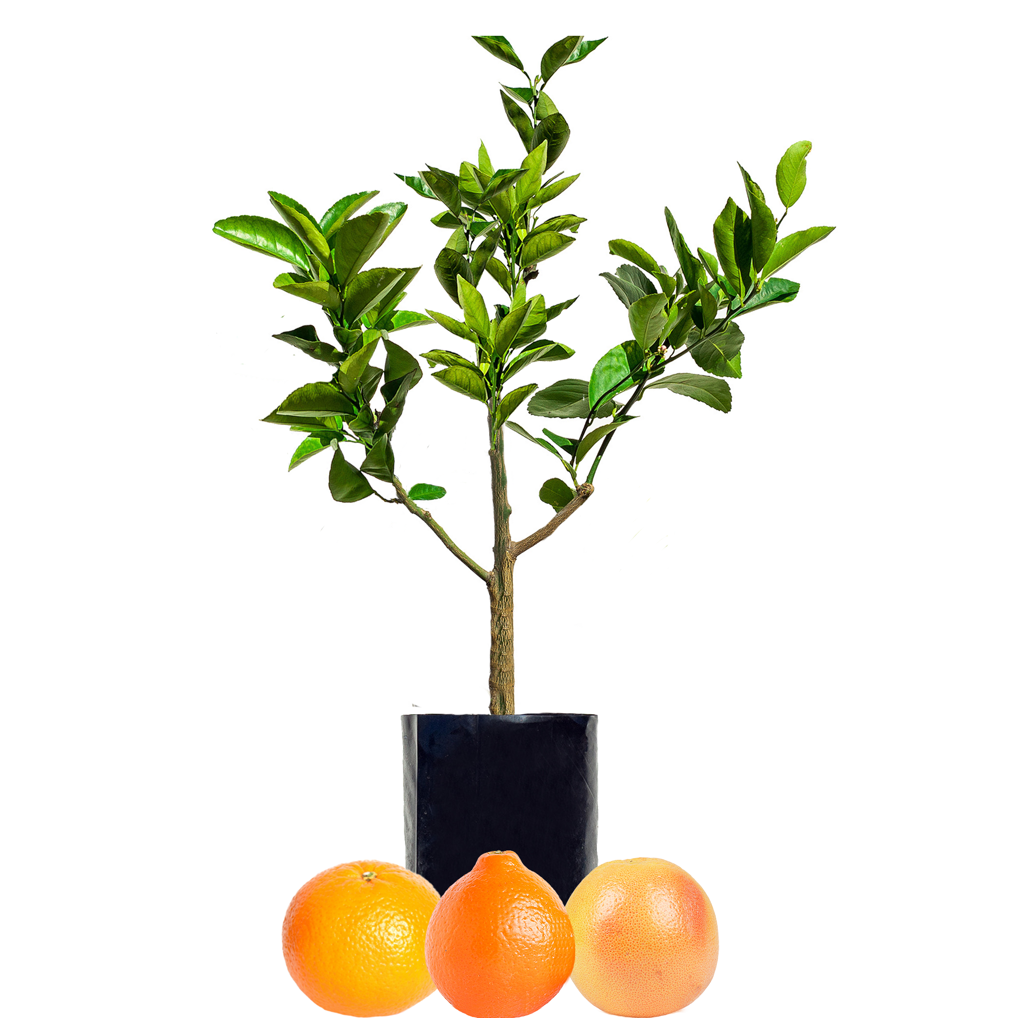 Grapefruit + Tangelo + Orange