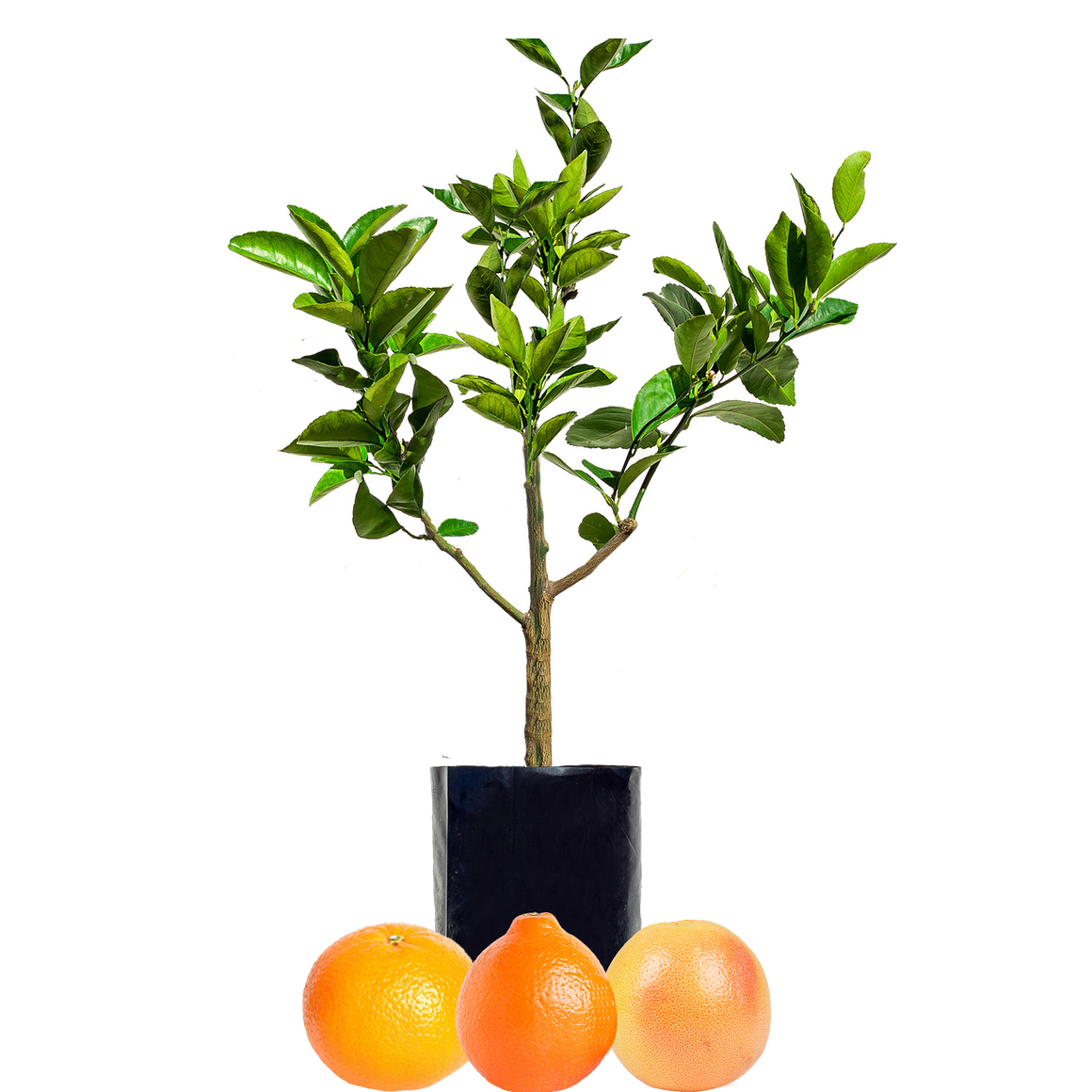 Grapefruit + Tangelo + Orange