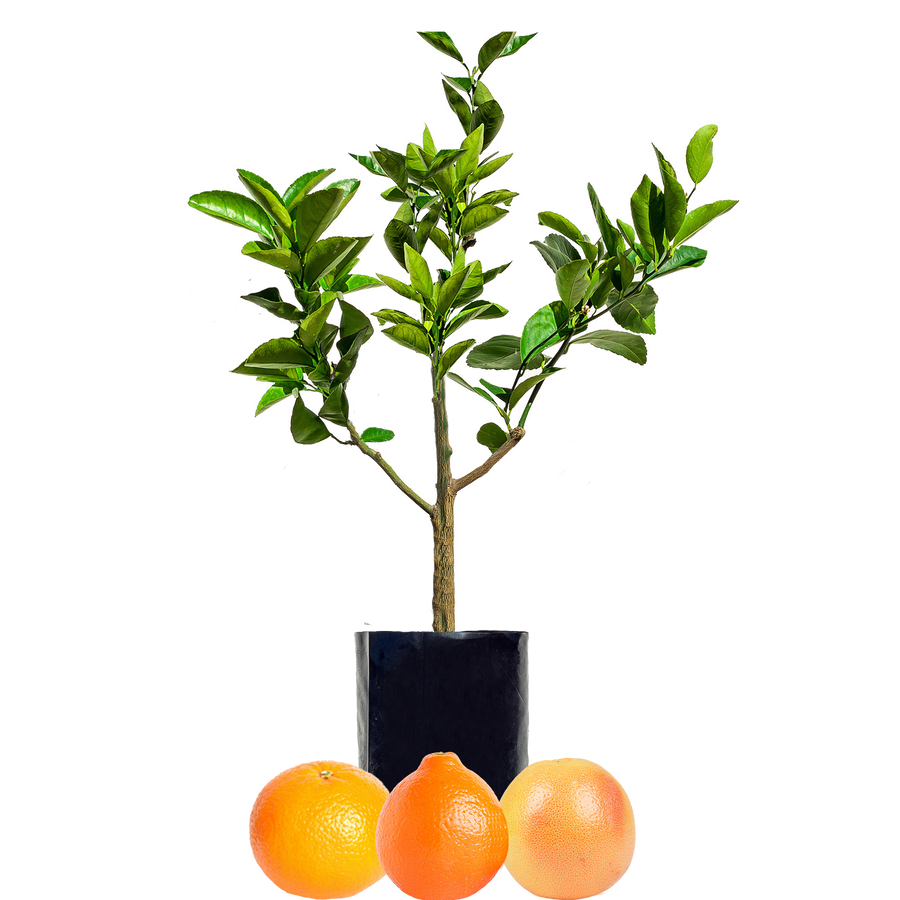 Grapefruit + Tangelo + Orange