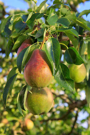 Pear + Pear